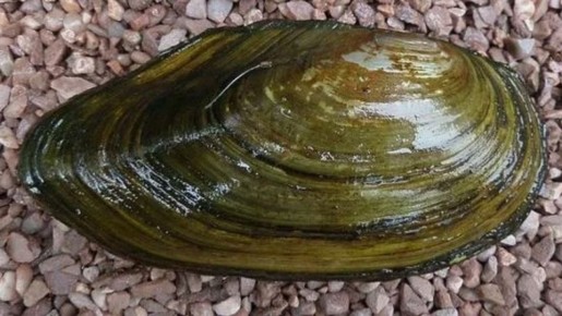 Устричные приключения: как речные моллюски могут обернуться ужасными последствиями