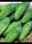 Огурец Надежный: идеальный выбор для ранних заготовок