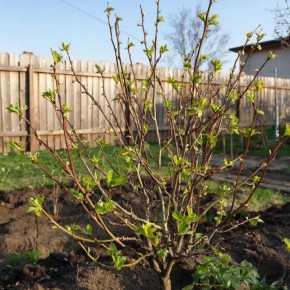 Как ухаживать за смородиной весной: практические советы и распространенные ошибки