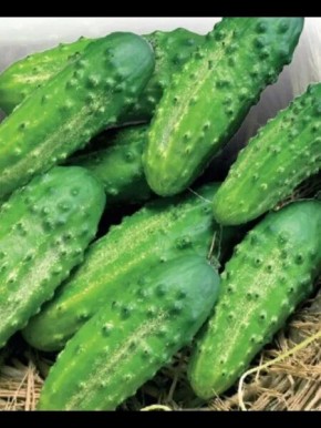 Огурец Надежный: идеальный выбор для ранних заготовок