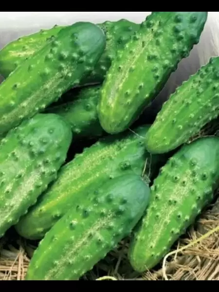 Огурец Надежный: идеальный выбор для ранних заготовок