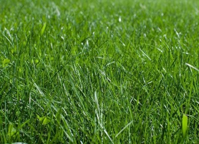 Триммер или газонокосилка: что выбрать для идеального газона?