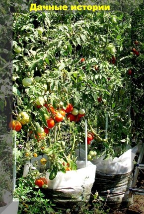 Как вырастить ранние томаты в ведрах: советы и секреты