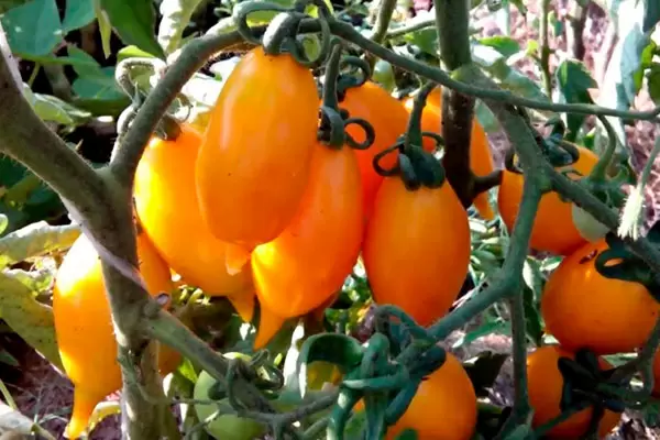 Востребованный гибрид: томат Золотая канарейка