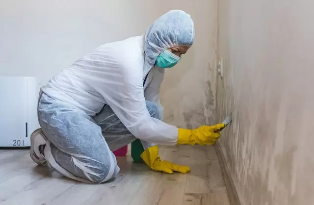 Как избавиться от плесени на стенах: эффективные методы защиты вашего здоровья