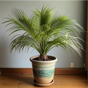 От косточки до тропиков: как вырастить финиковую пальму дома