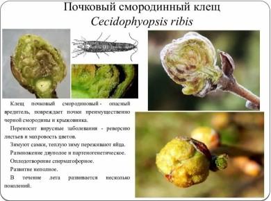 Как защитить смородину от почкового клеща: проверенные методы на практике