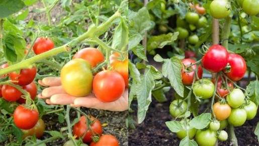 ��� ������� ������� ������� ��������� ������: ������� �� �������