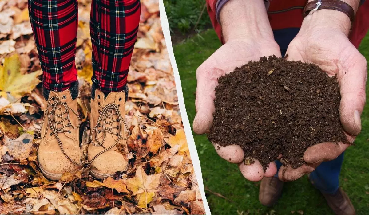Как за 2 недели превратить опавшие листья в питательный компост