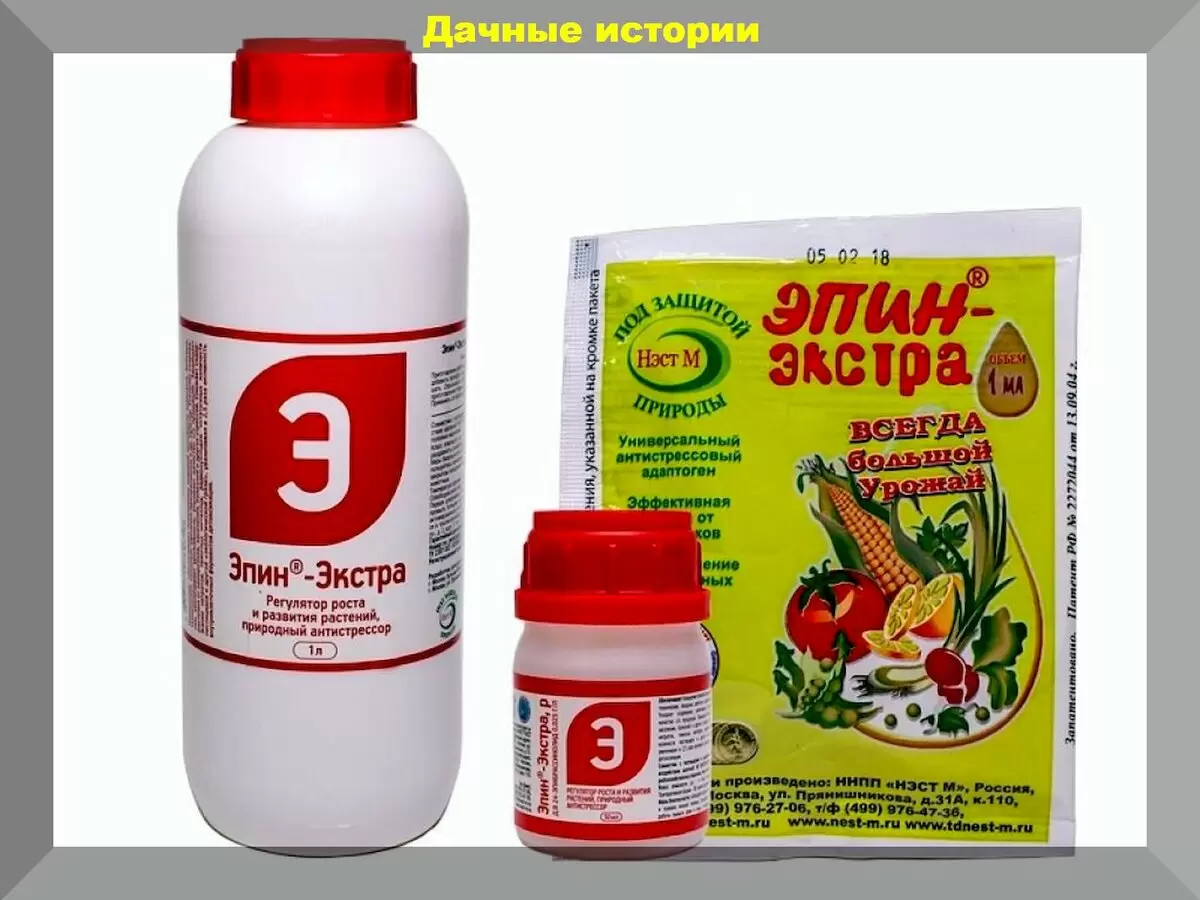 Весна для хвойных: как защитить растения от солнечных ожогов