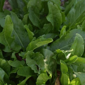 ������ ���������� �������� ������� ����� ������