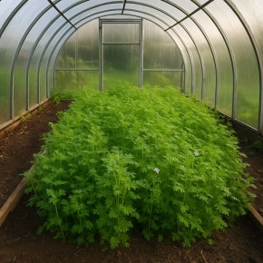 ��� ������� ����� � �������: ������ �������� ��� �������������� ����� �������