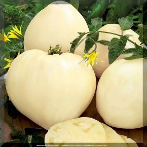 ������ ������ ������: ����� ���������� ����� � ������� ��� ������ �������