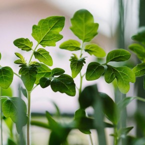 ��� �������� ��������� �������: ������� ������� �������