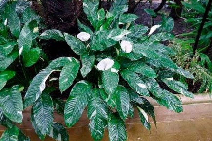 ��� ��������� ����������� �������: ������� ���������� �����