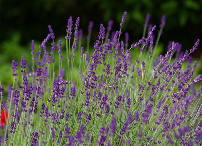 �������: ����, ������� �������� ��������