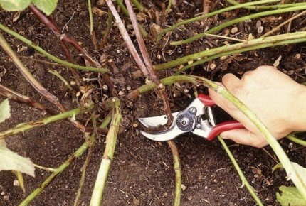 ��������� ������� �������: ������� ��������� �����