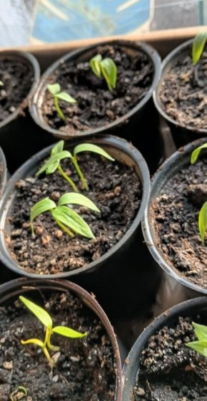 ��� ������ ������ ���� �� �������� �����: ������� ����� ����������