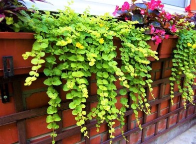 ������������ ��������� �������: ������ �������� ��� ���� � ���������