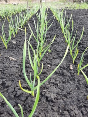 ��� ��������� ������� ������� �������� ����������