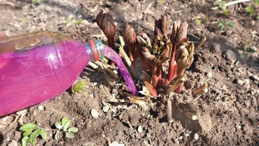 ���������� ���� �� �������: ������� ��������� ��������