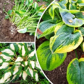 ��� ������� ������ ����� ������: ������ � ������������