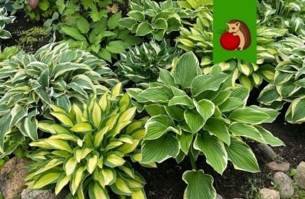 ��� ��������� �� ������� ����� ��������� �������: 4 ������� ���� � ������ ������