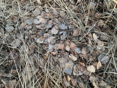 ��� ����� ���������� �������� ��������: ������ ��� ���������