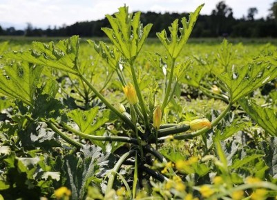 ��� ��������� �������� ������� ��� ������������� ������