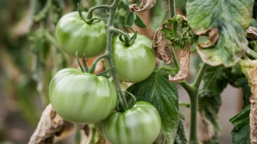 ��� ��������� ������ ��������: ������� � �������� ������