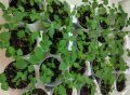 ��������� ����� � �������� ������: ����������� � ���������� ������