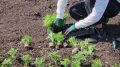 С установлением теплой погоды в Магнитогорске приступили к массовой высадке цветов в городских пространствах