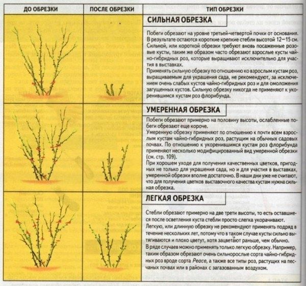 осенняя обрезка роз: секреты здоровья и обильного цветения