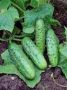 Огурец Семкросс: идеальный выбор для раннего урожая с отличным вкусом