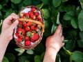 Как сохранить клубнику на зиму: секреты правильного ухода
