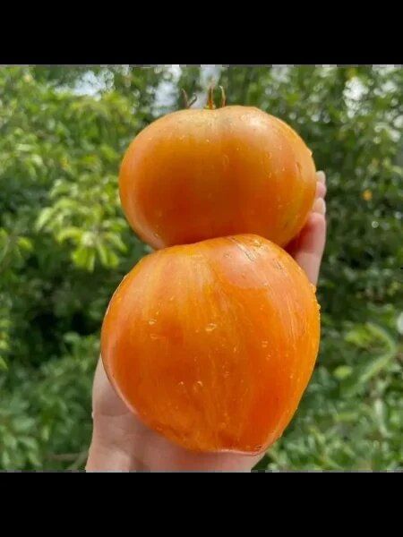 Томат 'Дынные': сладкое наслаждение с уникальным вкусом
